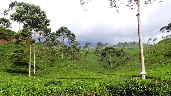 Stres di Hari Senin, Lihat yang Hijau-Hijau Dulu Sini..