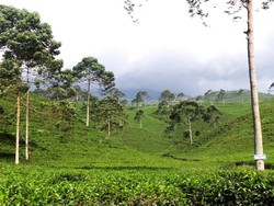 Bukan Puncak, Ini Kebun Teh di Jawa Tengah