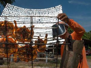Solar Chicken Ini Dimasak Pakai Pantulan Sinar Matahari