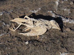Foto: Danau yang Bikin Hewan Jadi Batu