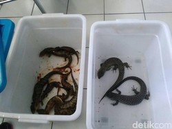 Reptil yang Gagal Diselundupkan Termasuk Ular dan Kadal Dilindungi