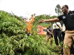 Cara Polisi Deteksi Hamparan Perkebunan Ganja di Aceh
