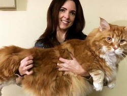 Panjangnya 120 Cm, Omar Kemungkinan Kucing Terpanjang di Dunia