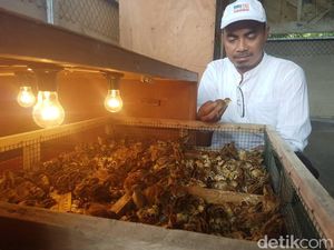 Mengupas Rupiah dari Bisnis Telur Puyuh Mengupas Rupiah dari Bisnis Telur Puyuh