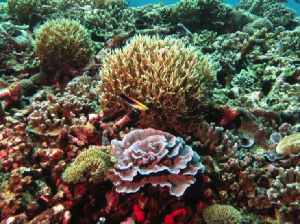 Pemenang Morotai Underwater Photo Contest 2017