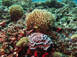 Pemenang Morotai Underwater Photo Contest 2017