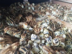 Peternak Burung Puyuh di Sukabumi Dapat KUR dari BRI