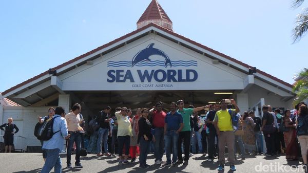 Sea World Australia, Dari Hiu Sampai Naik Helikopter
