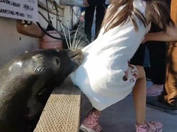 Cerita di Balik Video Viral Bocah 6 Tahun Diserang Singa Laut