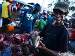 Di Merauke, Daging Kanguru Papua Dijual Rp 30 Ribu