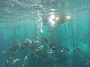 Bawah Laut Raja Ampat, di Dermaganya Saja Kayak Begini