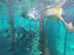 Snorkeling di Raja Ampat Cukup di Bawah Dermaga Kampung!