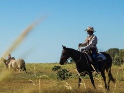 Peternakan di Australia Mulai Gunakan Teknologi Satelit