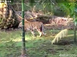 Video Harimau Sumatera Berkeliaran di Pemukiman Warga