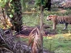 Harimau yang Masuk Kampung di Riau Diperkirakan Berusia 4 Tahun Harimau yang Masuk Kampung di Riau Diperkirakan Berusia 4 Tahun