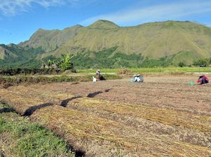 Dapat Anggaran Rp 22,6 T, Mentan Paparkan Produksi Pangan 2018