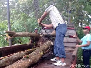 Polres Rembang Tangkap Pencuri Kayu di Hutan Milik Negara