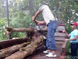 Polres Rembang Tangkap Pencuri Kayu di Hutan Milik Negara