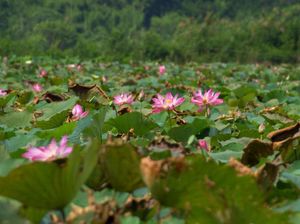 Rana Tonjong, Danau Teratai Terbesar Kedua di Dunia Ada di Manggarai Timur Rana Tonjong, Danau Teratai Terbesar Kedua di Dunia Ada di Manggarai Timur
