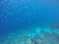 Karang Pulau Kri dan Kisah Kelam Raja Ampat di Masa Lalu