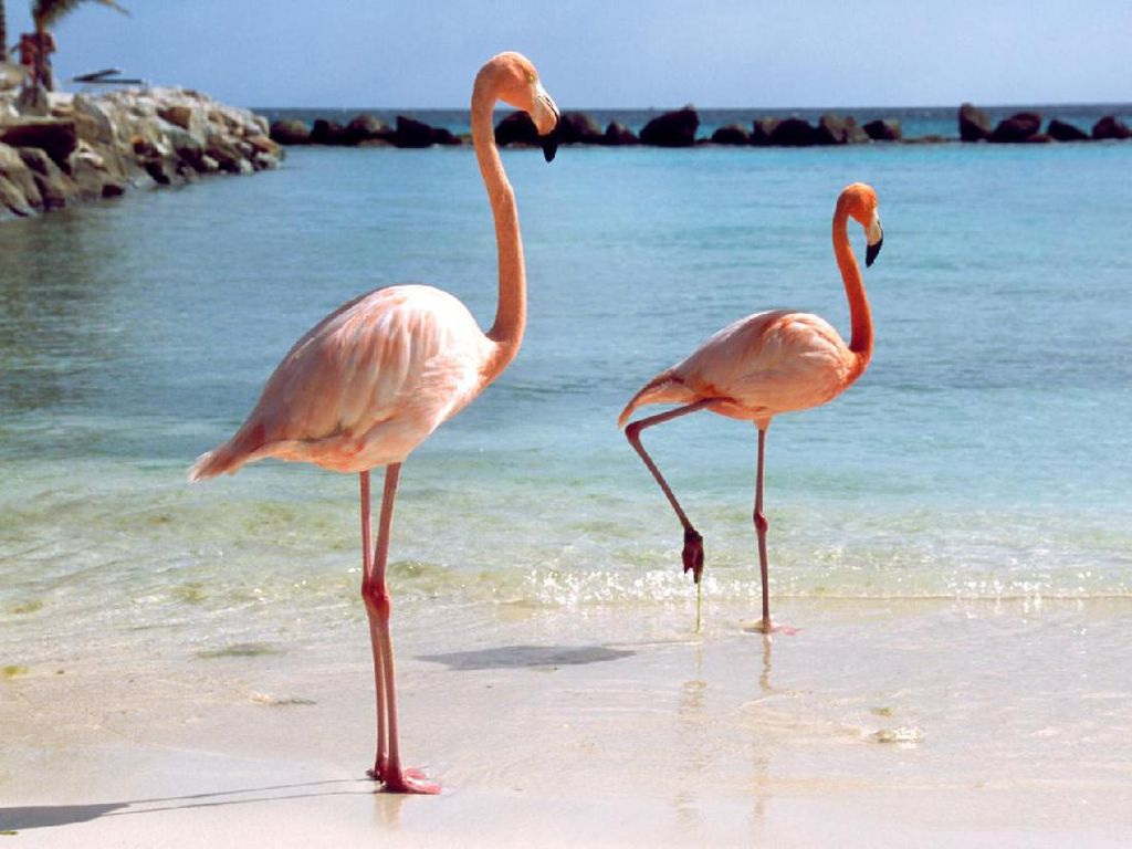 Viral Flamingo Berantem Sampai Berdarah-darah, Padahal Lagi Menyusui