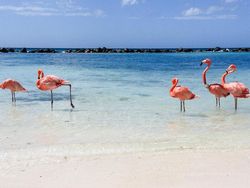 Ternyata Ini Alasan Flamingo Berwarna Pink, Pengaruh Makanan?