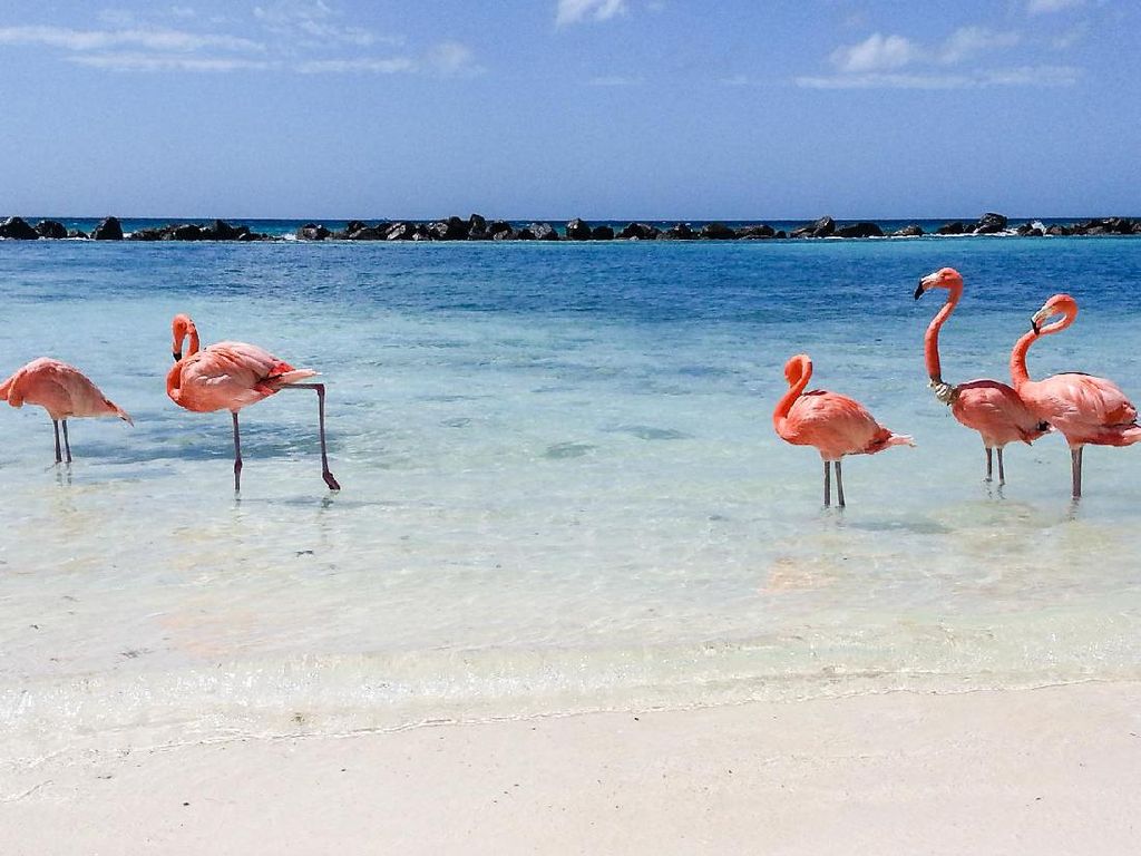 Ternyata Ini Alasan Flamingo Berwarna Pink, Pengaruh Makanan? Ternyata Ini Alasan Flamingo Berwarna Pink, Pengaruh Makanan?