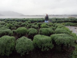 Taman Anti Mainstream di Jepang