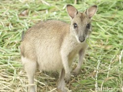 Rumah Kanguru di Timur Indonesia