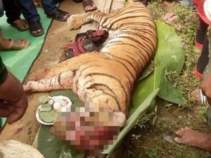 BBKSDA Sumut Masih Selidiki Kematian Harimau di Labuhanbatu Utara BBKSDA Sumut Masih Selidiki Kematian Harimau di Labuhanbatu Utara