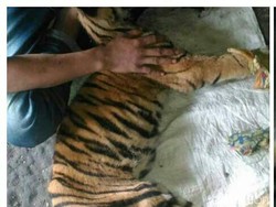 Warga Temukan Harimau Tergeletak di Kebun Karet di Bengkalis Riau