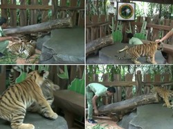 Weekend Pertama Ramadan, Ayo Lihat Bayi Harimau Lucu di Prigen