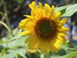 Belajar Motret di Taman Hutan Kota Banda Aceh