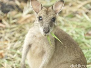 Yang Kamu Harus Tahu Tentang Kanguru Papua