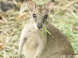 Video Melihat Kanguru Papua Lebih Dekat