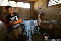 Kulit Buaya Merauke dari Harga Puluhan Ribu hingga Kulit Buaya Merauke dari Harga Puluhan Ribu hingga