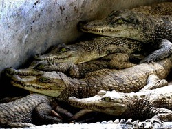 Supaya Buaya Merauke Tak Habis Diburu Jadi Tas dan Dompet