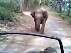 Seekor Gajah Menginjak-injak 4 Orang Hingga Tewas di India