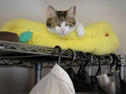 Kurangi Stres Karyawan, Kantor di Jepang Pekerjakan Kucing