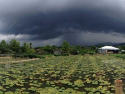 Bisnis Bunga Teratai di Bali Kemahalan Bagi Pengusaha Australia