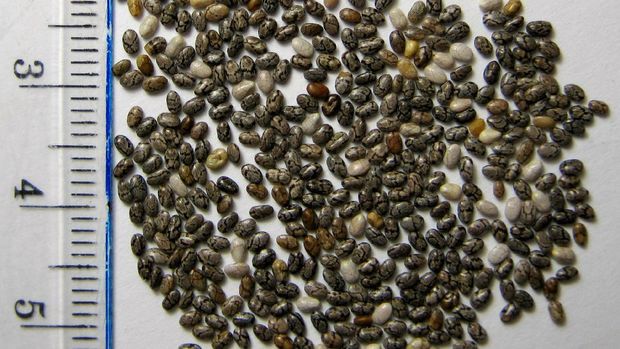 Biji Chia atau Chia Seeds -Biji Chia atau Chia Seeds (dok. commons.wikimedia.org/Magister Mathematicae