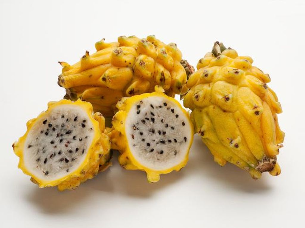 Selain Buah Naga Merah dan Putih, Ternyata Ada Buah Naga Kuning Lho! Selain Buah Naga Merah dan Putih, Ternyata Ada Buah Naga Kuning Lho!