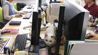 Kucing-kucing Lucu Penghilang Stres di Kantor