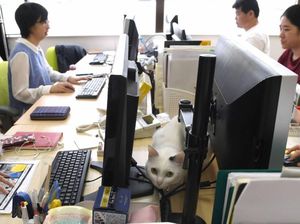 Kucing-kucing Lucu Penghilang Stres di Kantor