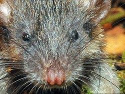 Tikus Akar Sulawesi Masuk Penemuan 2017