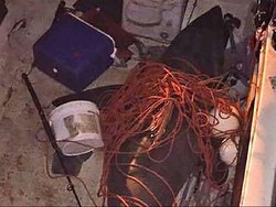 Seekor Hiu Melompat Masuk Kapal, Pria Australia Terluka