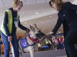 Stres di Bandara, Elus Anjing Saja