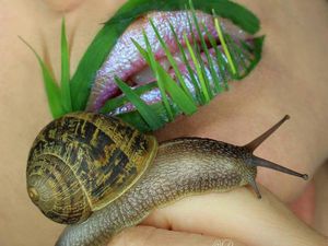 Makeup Artist Ini Pakai Tanaman Hingga Serangga untuk Merias Wajah Makeup Artist Ini Pakai Tanaman Hingga Serangga untuk Merias Wajah