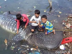 Seekor Hiu Paus Terdampar di Perairan Gresik