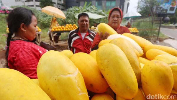 Panen Timun Suri di Kembangan